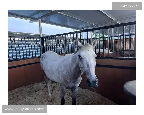 伊朗马术协会设立青少年马术奖学金，支持优秀学员发展。，伊朗masaf